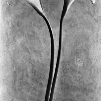 MUDEC - Tina Modotti